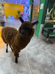 -神奇动物撸宠馆·羊驼·小浣熊·异宠(豫园店)