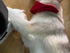 -Husky Go! 哈士奇体验馆·宠物咖啡厅狗咖