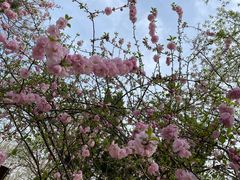 -桃花堤公园