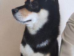 -喜柴咖啡·柴犬狗咖