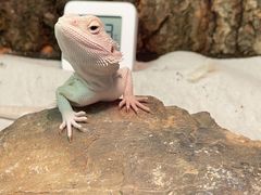 -酷以爬仙阁实体爬宠店·守宫·蜥蜴·专业繁育