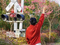 -合肥滨湖国家森林公园