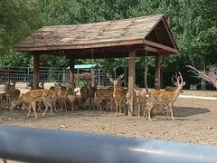 -哈尔滨北方森林动物园