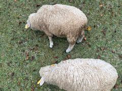 -神户市立六甲山牧场