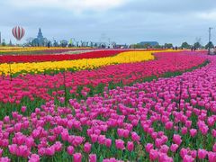 -荷兰花海