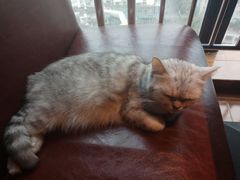 -喵园·猫主题咖啡厅·撸猫·猫咖(国贸店)