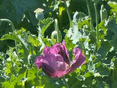 -国家植物园南园