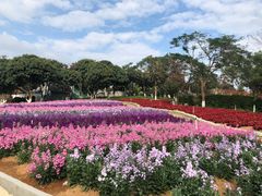-松山湖梦幻百花洲