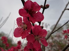 -上海市龙华烈士陵园