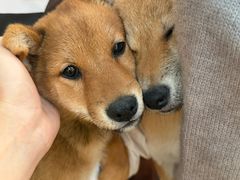 -柴犬高等学院·狗咖·柴犬售卖·宠物训练