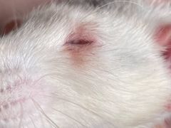 -北京观赏动物医院·24小时大型综合·猫专科·异宠专科