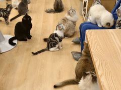 -有喵·猫咖·狗咖·30几只猫10只小狗(岗厦店)