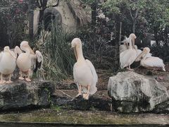 -成都动物园