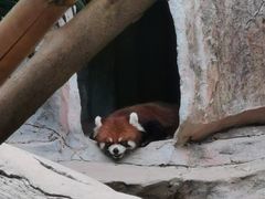 -深圳野生动物园