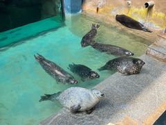 -蓬莱欧乐堡海洋极地世界