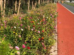 -上海长兴岛郊野公园