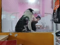 -狗不理喵子(百富路店)