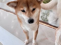-共舞时光猫咖·狗咖(新街口店)