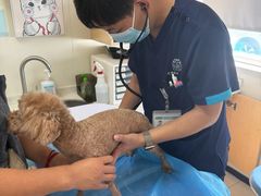 -美联众合动物医院·24h京西诊疗中心