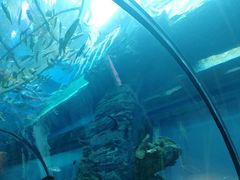 -乐从天佑城海洋馆