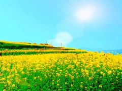 -桑洲油菜花景区