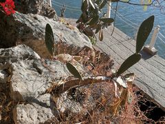 -南诏风情岛