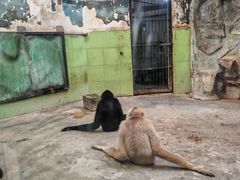 -石家庄市动物园