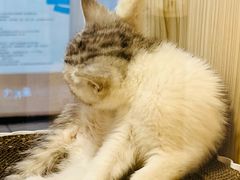 -屋虎猫馆(宝安大仟里店)