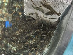 -传统菜农庄(皇姑路店)