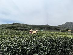 -龙坞茶村