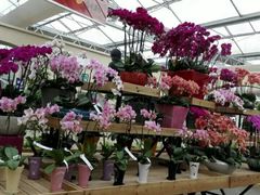 -荷兰花海