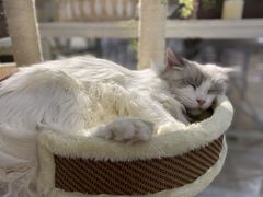 -共舞时光猫咖·狗咖(新街口店)