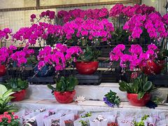 -朝来春花卉市场