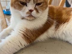 -Let's go狗咖·猫咖·奶狗·桌游(春熙路IFS店)