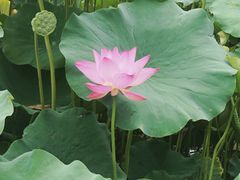 -莲花池公园