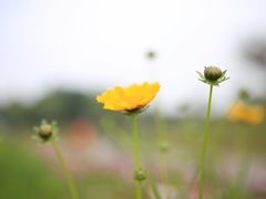 -桤木河湿地公园