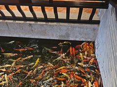 -龙悦湾酒家·八阵鱼生·渔人码头店
