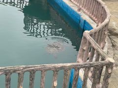 -广东惠东海龟国家级自然保护区