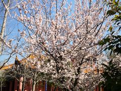 -崇圣寺三塔文化旅游区