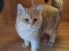 -猫十亿·布偶金渐层·曼基康矮脚猫舍(青年路店)