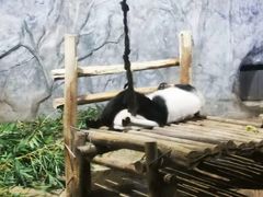 -深圳野生动物园