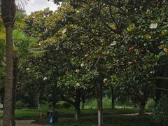 -瀛洲公园