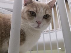 -Umiao与猫咖啡 猫咖
