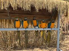 -西霞口神雕山野生动物世界