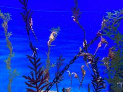 -上海海洋水族馆