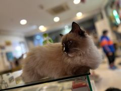 -平行世界·猫咖(首经贸店)