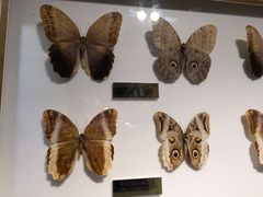 -上海昆虫博物馆