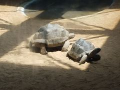 动物-青岛动物园