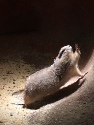 -酷嗒动物文化乐园(cutezoo西溪乐天城店)