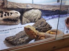 -Rabbit Cafe私房西餐甜点咖啡(栖霞路店)